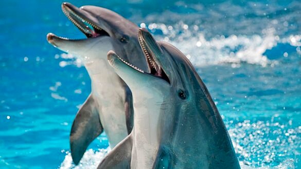 Estudo revela que golfinhos fêmeas possuem clitóris e sentem prazer (Foto: iStock/Reprodução)